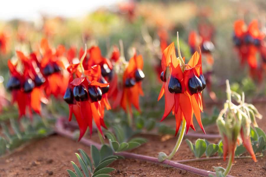 Perth: 7 Day Exmouth Explorer & Ningaloo Reef Return Perth - Accommodation, food, and group life