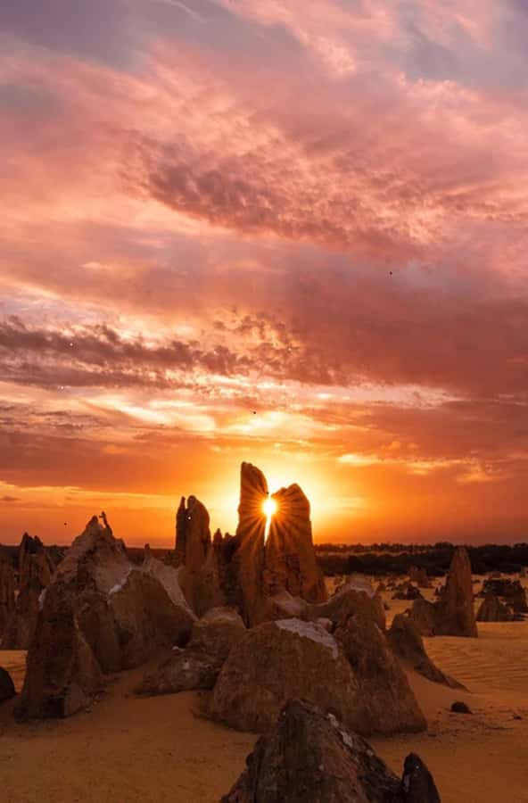 Perth: Pinnacles Desert Sunset & Stargazing with Dinner - Yanchep National Park brings wildlife into the day