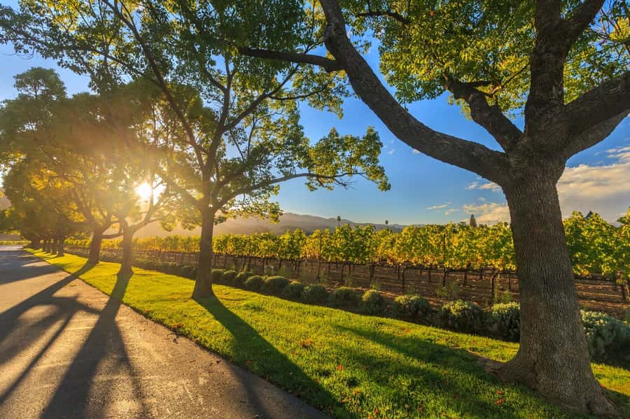 Perth VIP Swan Valley Wine Tour - Premium Small Group Tour - Why a 10-person van changes the Swan Valley day
