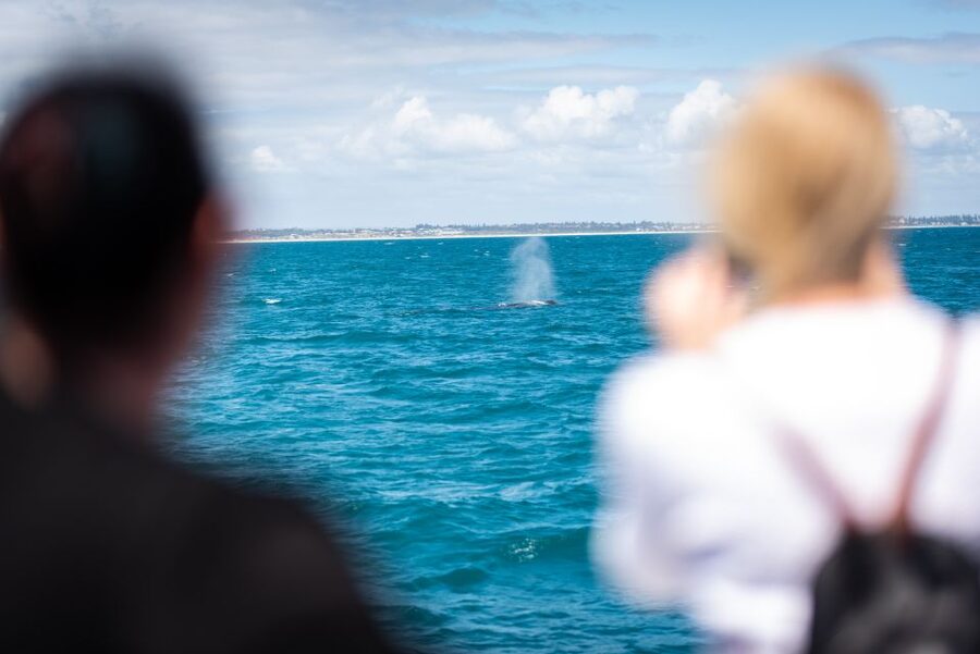 Perth: Whale Watching Cruise from Hillarys Boat Harbour - Key points at a glance
