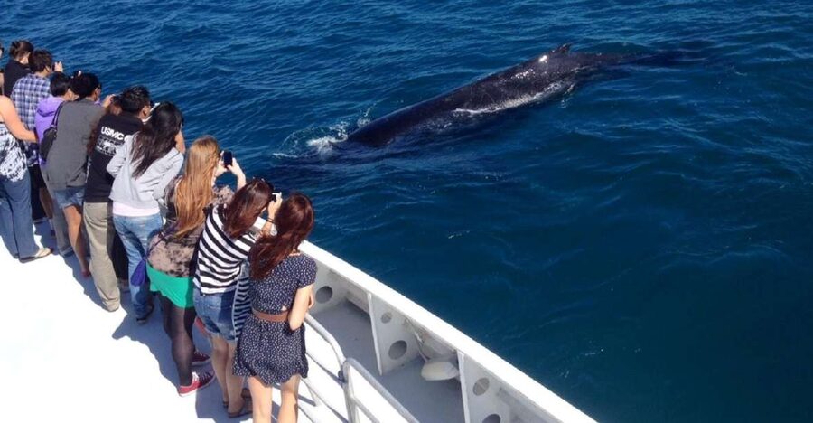Perth: Whale Watching Cruise from Hillarys Boat Harbour - Why Hillarys is a smart place to watch whales