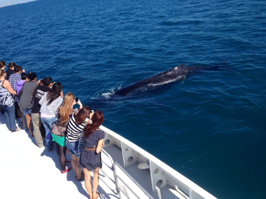 Perth: Whale Watching Cruise from Hillarys Boat Harbour - Reading the sea with a marine biologist