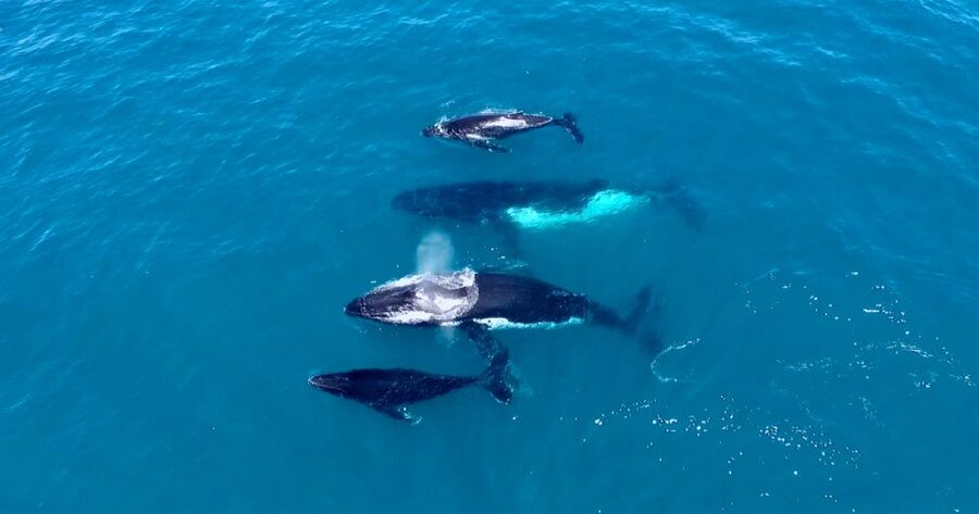 Perth: Whale Watching Cruise from Hillarys Boat Harbour - Who should book this cruise