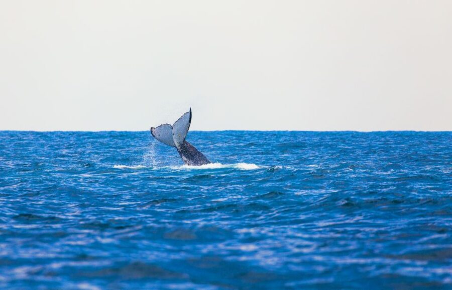 Perth: Whale Watching Cruise from Hillarys Boat Harbour - What the two-hour cruise is really like