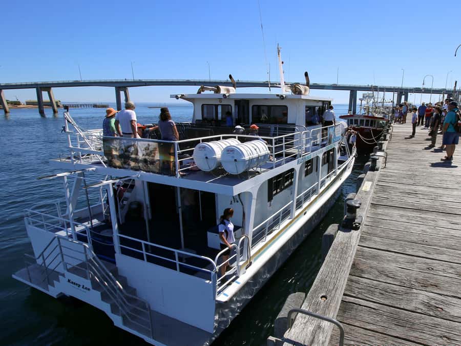 Philip Island: Dolphin and Whale Cruise - Key points before you book