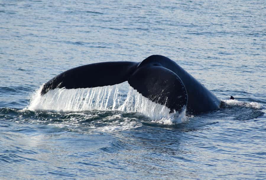 Philip Island: Dolphin and Whale Cruise - Cape Woolamai sets the scene
