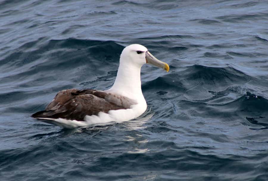 Philip Island: Dolphin and Whale Cruise - Whales, dolphins, and the moments worth waiting for