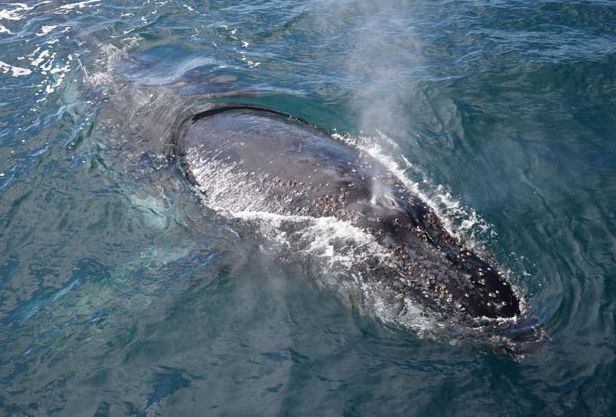 Philip Island: Dolphin and Whale Cruise - Who will enjoy this cruise most?