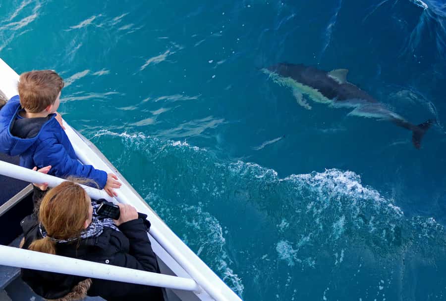 Philip Island: Dolphin and Whale Cruise - Booking, cancellation, and timing notes