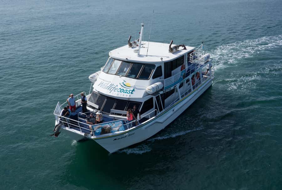 Philip Island: Dolphin and Whale Cruise - Should you book the Phillip Island whale cruise?