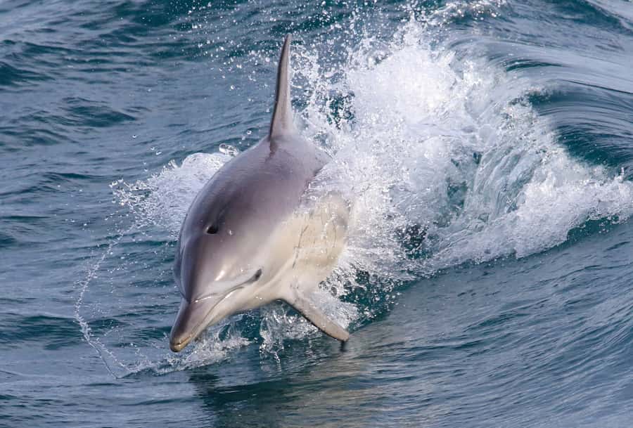 Philip Island: Dolphin and Whale Cruise - What the three-hour search is really like