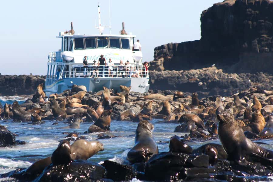 Philip Island: Seal Watching Cruise - Setting out from Cowes for Seal Rocks