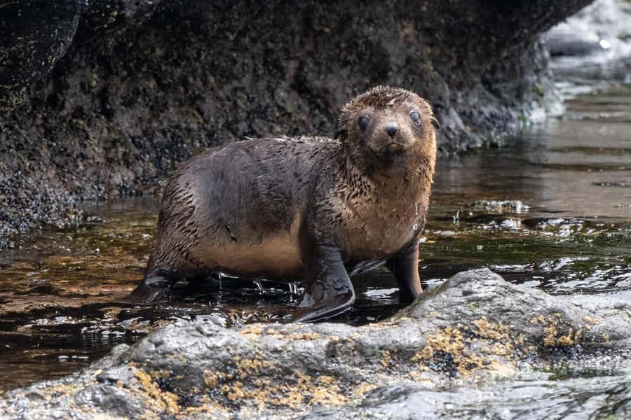 Philip Island: Seal Watching Cruise - Reading the wildlife around Phillip Island
