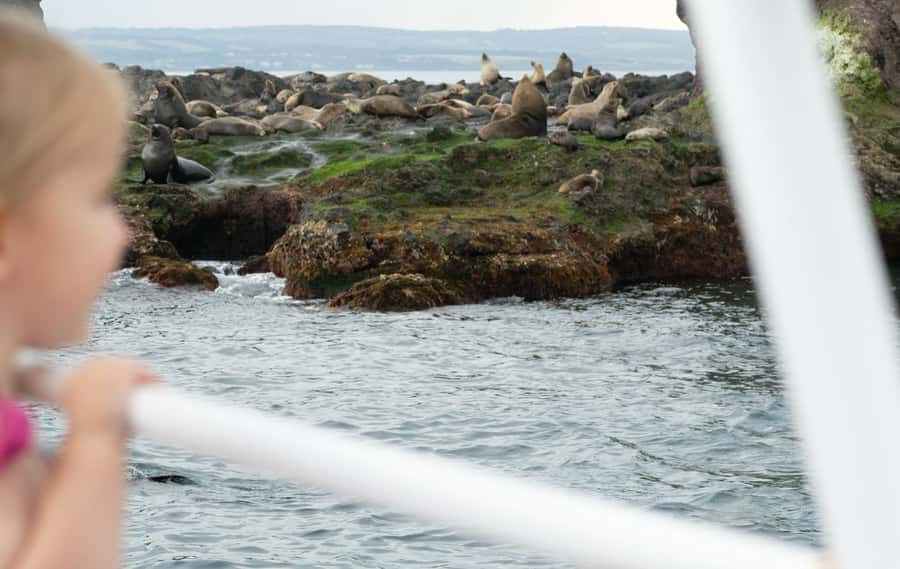 Philip Island: Seal Watching Cruise - Boat comfort, viewing spots, and the captain’s bridge