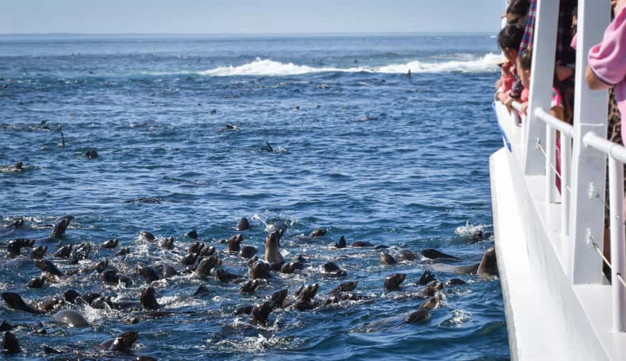 Philip Island: Seal Watching Cruise - Tea, coffee, and the lemon cake break