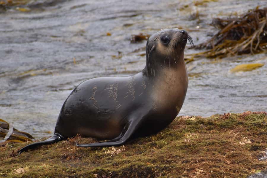 Philip Island: Seal Watching Cruise - Is $81 good value for two hours?