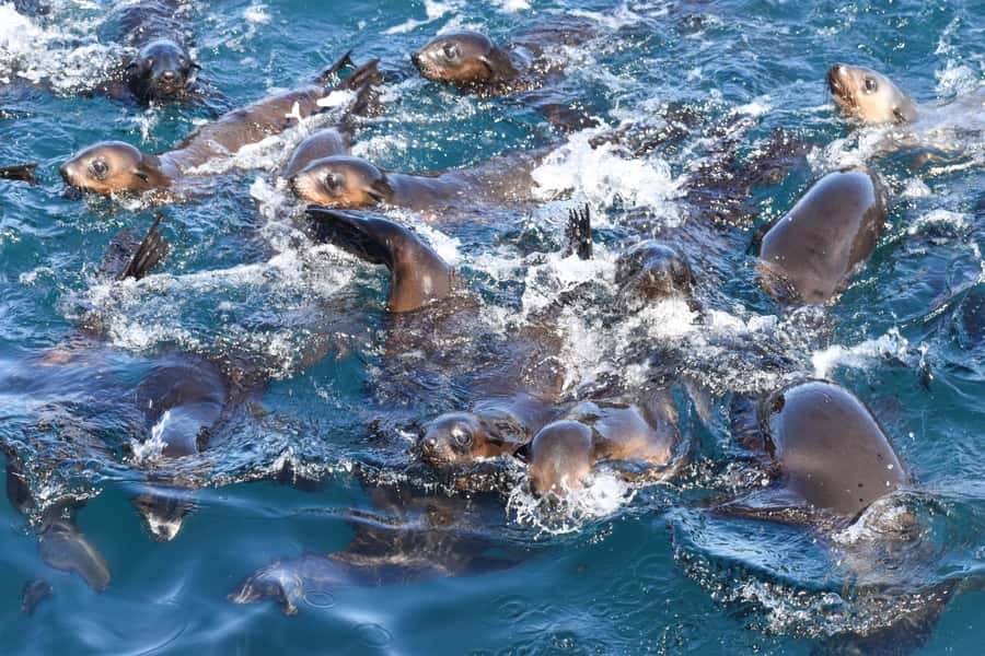 Philip Island: Seal Watching Cruise - Arriving at Australia’s largest fur seal colony