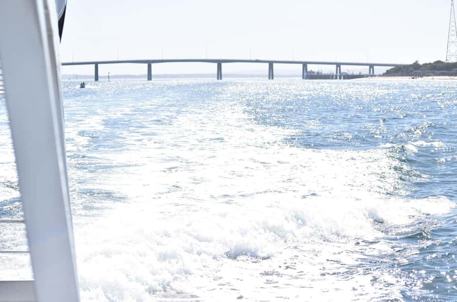 Phillip Island: 1-Hour Cape Woolamai Scenic Cruise - Seabirds and the chance of marine life