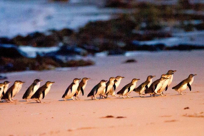 Phillip Island Day Trip from Melbourne with Penguin Plus Viewing Platform - Key points at a glance