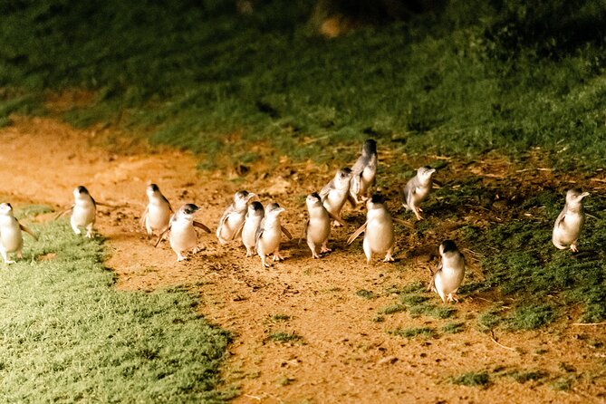 Phillip Island Day Trip from Melbourne with Penguin Plus Viewing Platform - Who should book this Phillip Island trip?