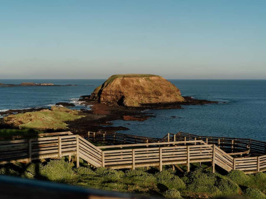 Phillip Island: Golden Hour Penguin Express Tour - The Penguin Parade and what you will actually see