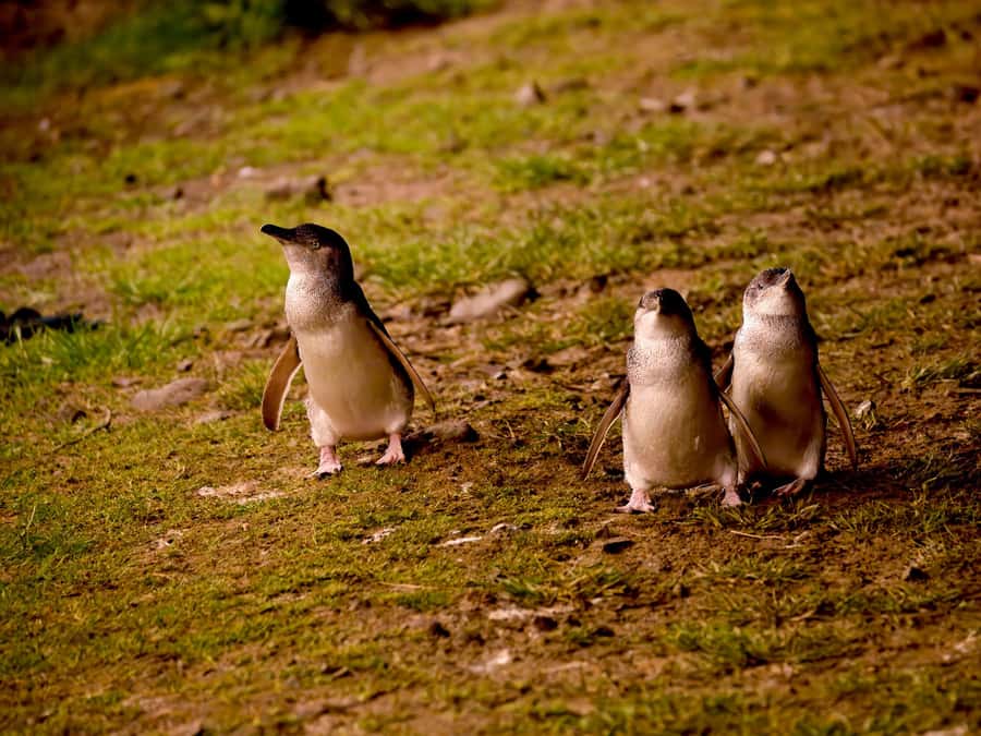 Phillip Island: Golden Hour Penguin Express Tour - A comfortable start with a local guide