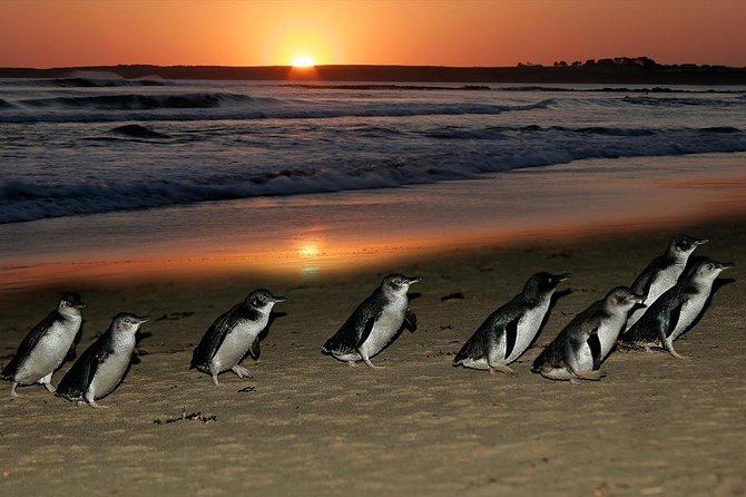 Phillip Island Penguin and Koala Highlights Day-Trip from Melbourne - Why the Penguin Parade is worth the journey