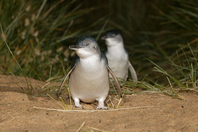 Phillip Island Penguin and Koala Highlights Day-Trip from Melbourne - The day’s pace and what it feels like on the coach
