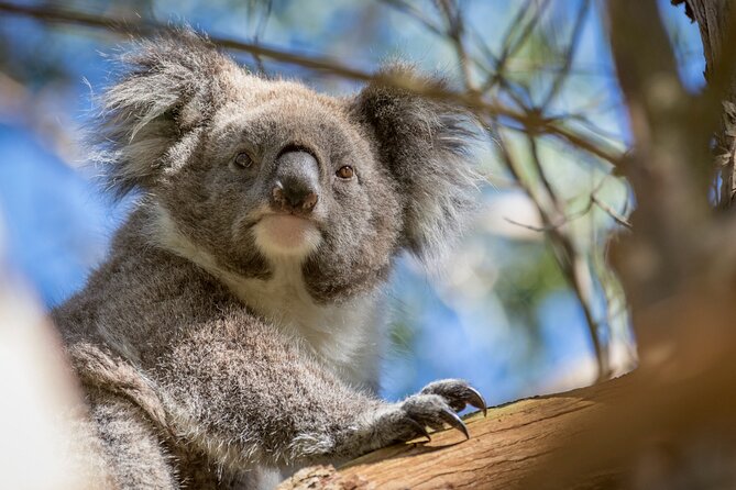 Phillip Island Penguin and Koala Highlights Day-Trip from Melbourne - Cold weather changes the whole evening
