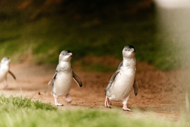 Phillip Island Penguin and Koala Highlights Day-Trip from Melbourne - Who will get the most from this tour?