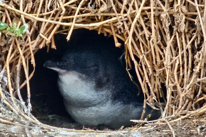 Phillip Island & Penguin Parade Afternoon Eco Tour from Melbourne - Why the afternoon departure works well