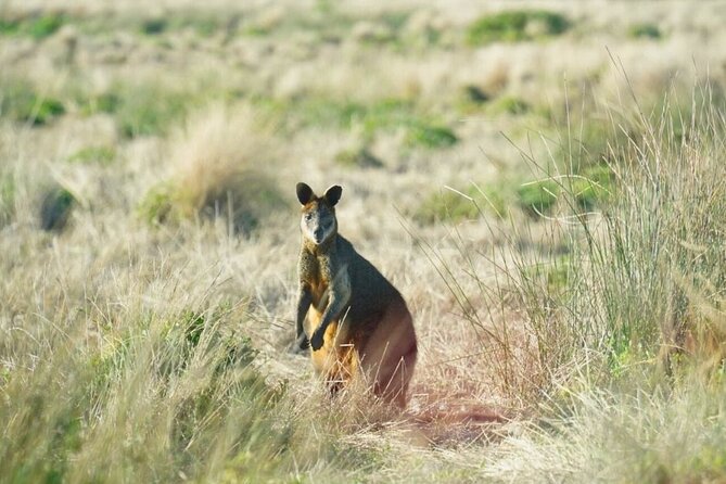 Phillip Island & Penguin Parade Afternoon Eco Tour from Melbourne - The Nobbies brings ocean views and seal spotting