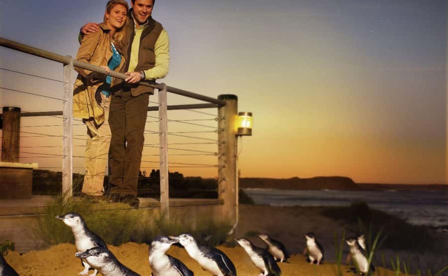 Phillip Island Penguin Parade Afternoon Tour from Melbourne - FAQ