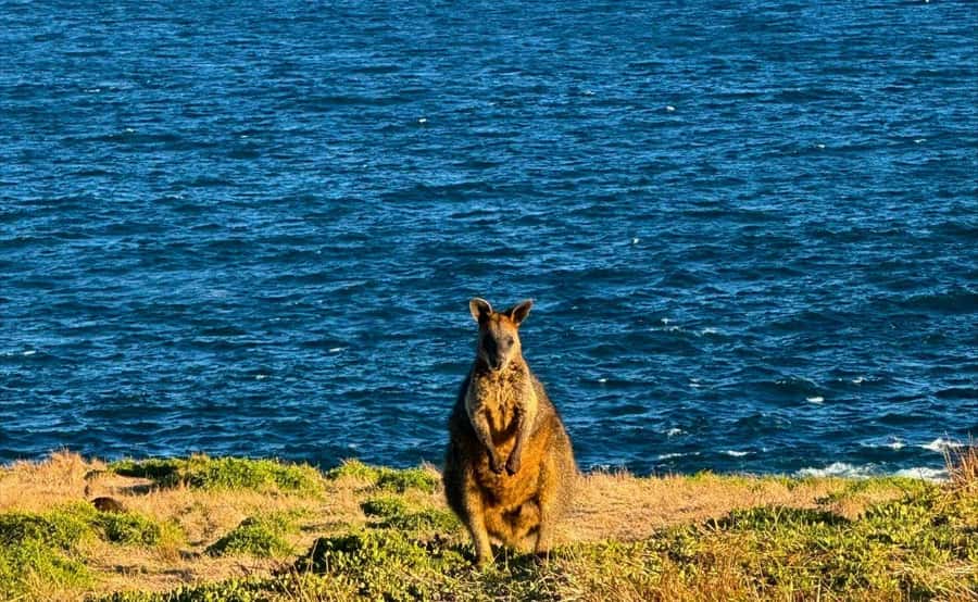 Phillip Island Penguin Parade Afternoon Tour from Melbourne - Is $109 good value?
