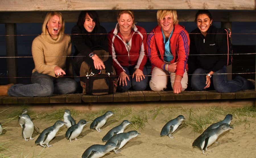 Phillip Island Penguin Parade Afternoon Tour from Melbourne - Waiting for the little penguins at sunset