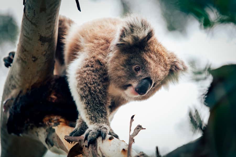 Phillip Island: Penguin Parade and Multi Attraction Pass - Why the Penguin Parade is the main event
