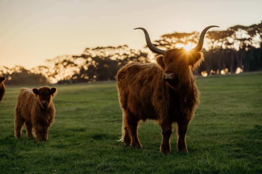 Phillip Island: Penguin Parade and Multi Attraction Pass - Koala Conservation Reserve: a quieter wildlife stop