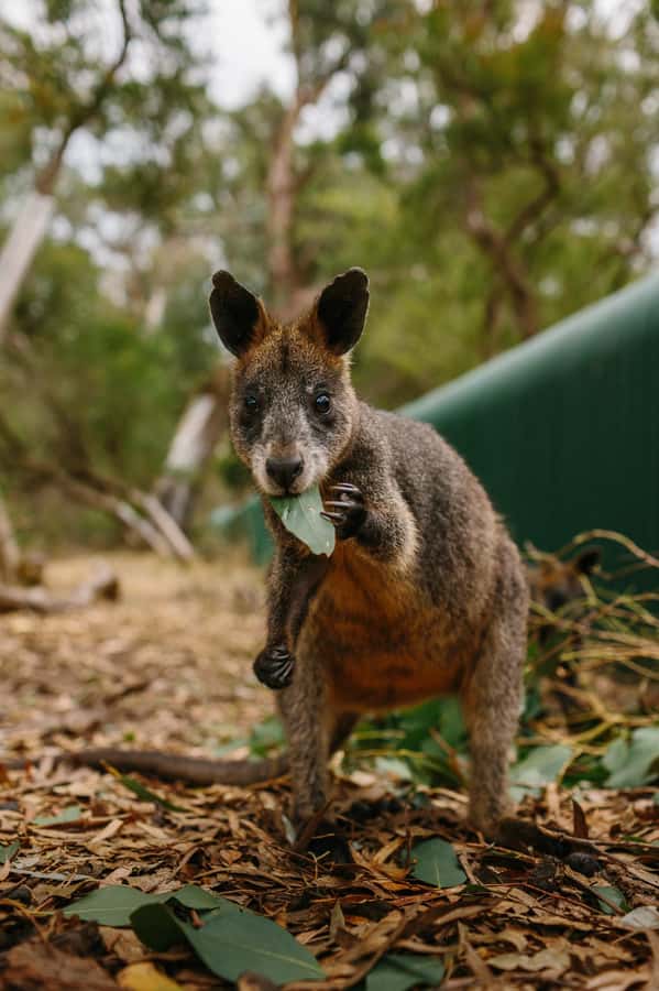 Phillip Island: Penguin Parade and Multi Attraction Pass - Is $38 good value?