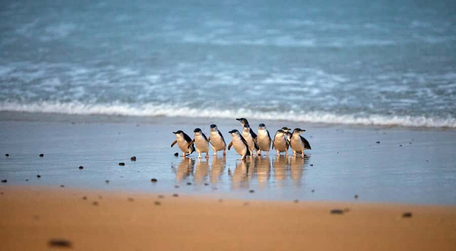 Phillip Island: Penguin Parade and Multi Attraction Pass - What general viewing is really like