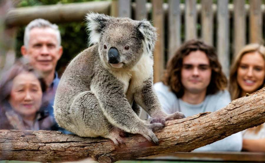 Phillip Island Penguin Parade with Expert Local Guide - Moonlit Sanctuary, where Australian wildlife comes close