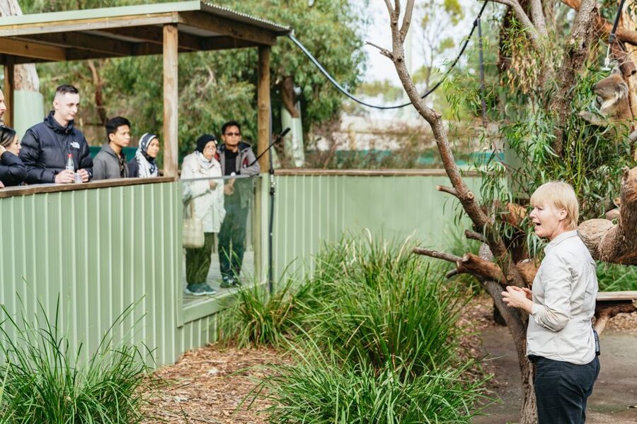 Phillip Island Penguin Parade with Expert Local Guide - Cape Woolamai and The Nobbies on Phillip Island