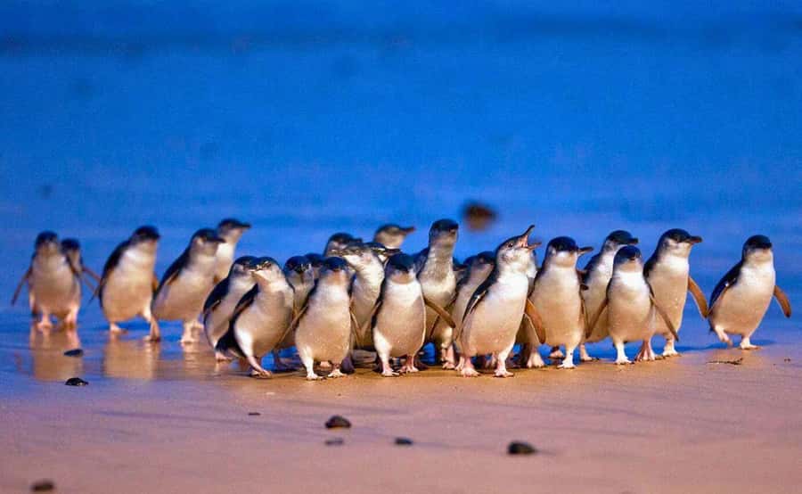 Phillip Island Penguin Parade with Expert Local Guide - From Melbourne hotels to Brighton’s colorful beach boxes