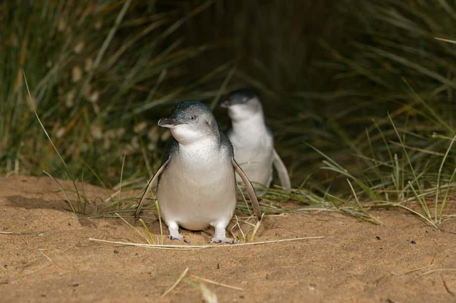 Phillip Island: Penguins and Wildlife Full-Day Tour - Woolamai Beach and Cape Woolamai