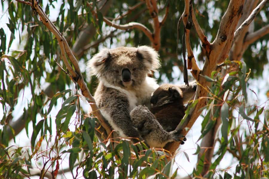 Phillip Island: Penguins and Wildlife Full-Day Tour - The Nobbies, Seal Rocks, and the island’s wild edge