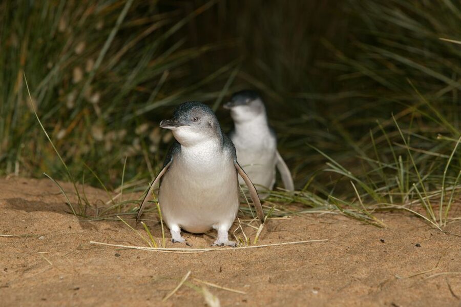 Phillip Island: Penguins and Wildlife Full-Day Tour - The waiting time before the penguins arrive
