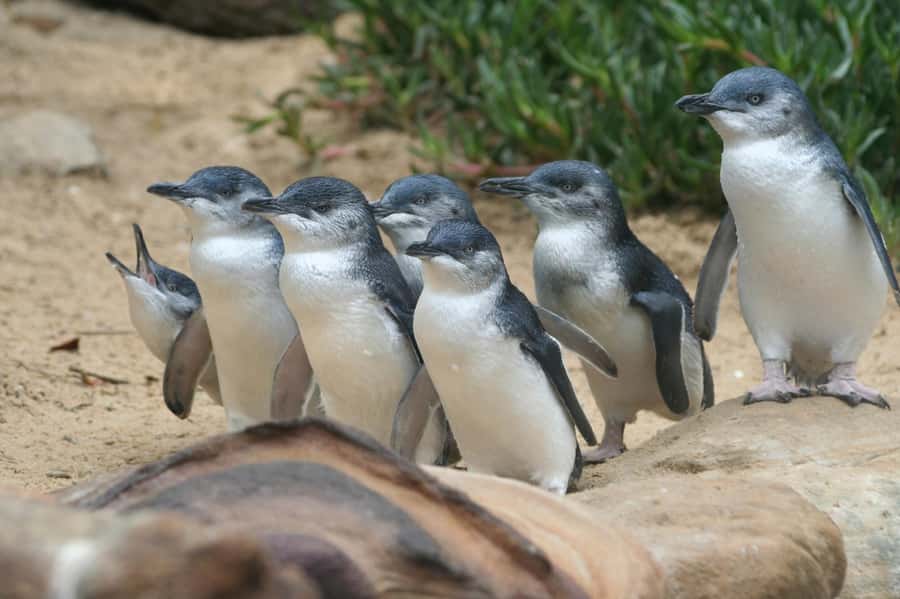 Phillip Island: Penguins and Wildlife Full-Day Tour - What the $102 price really covers