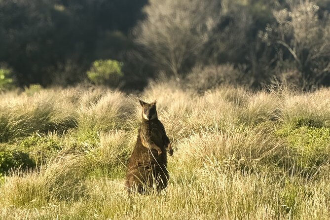 Phillip Island Penguins & Wildlife Day Tour from Melbourne - Key points to know before booking