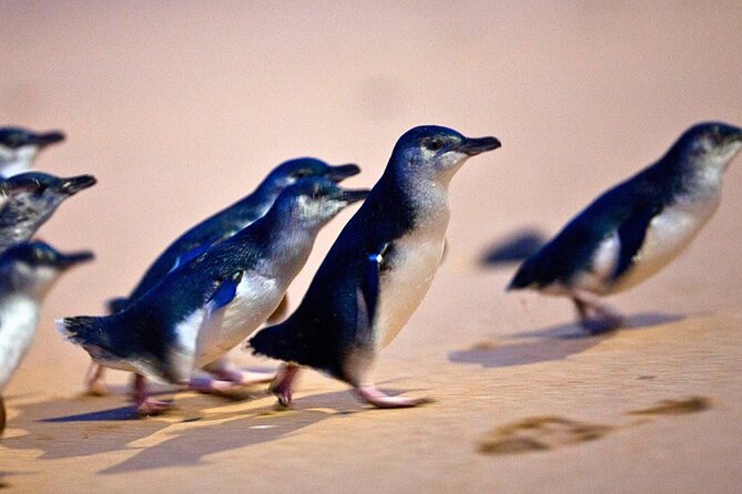 Phillip Island Penguins & Wildlife Day Tour from Melbourne - Moonlit Sanctuary starts the wildlife day