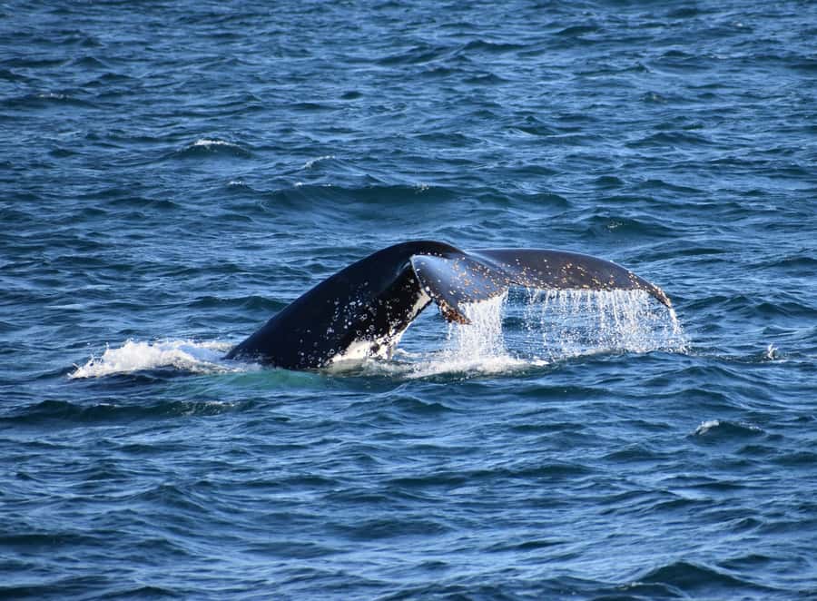Phillip Island: Whale Watching Boat Tour - A winter search for whales off Phillip Island