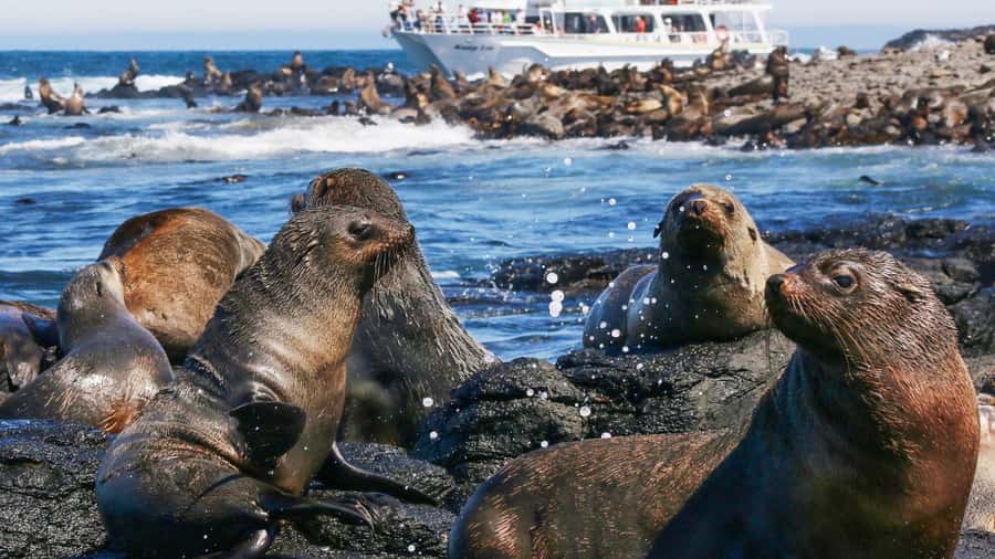 Phillip Island: Whale Watching Boat Tour - Leaving Rhyll and circling the island
